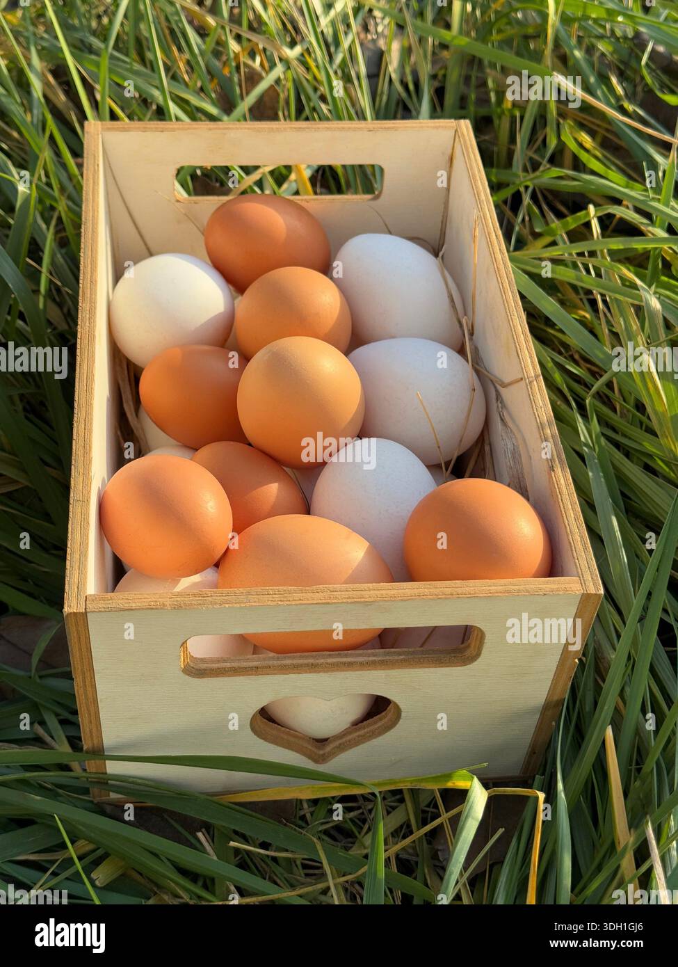 Eggs fresh organic in box Stock Photo
