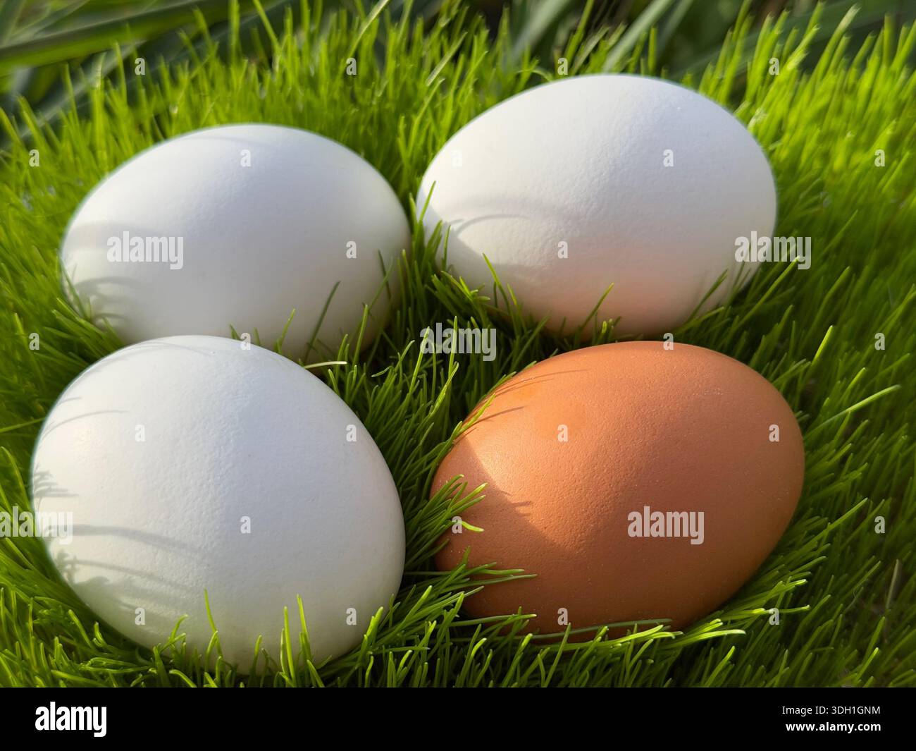 Fresh eggs from organic farm Stock Photo