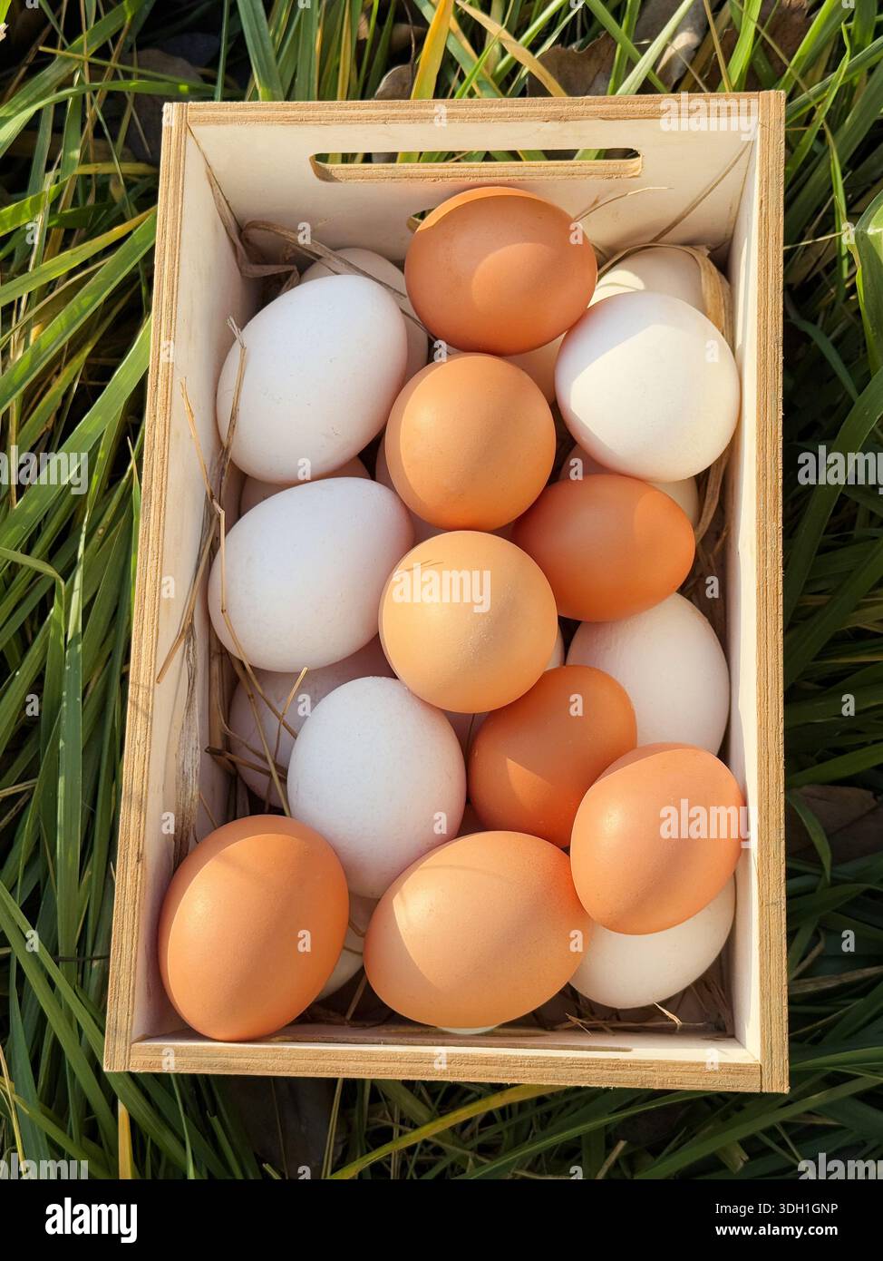 Fresh eggs from organic farm Stock Photo