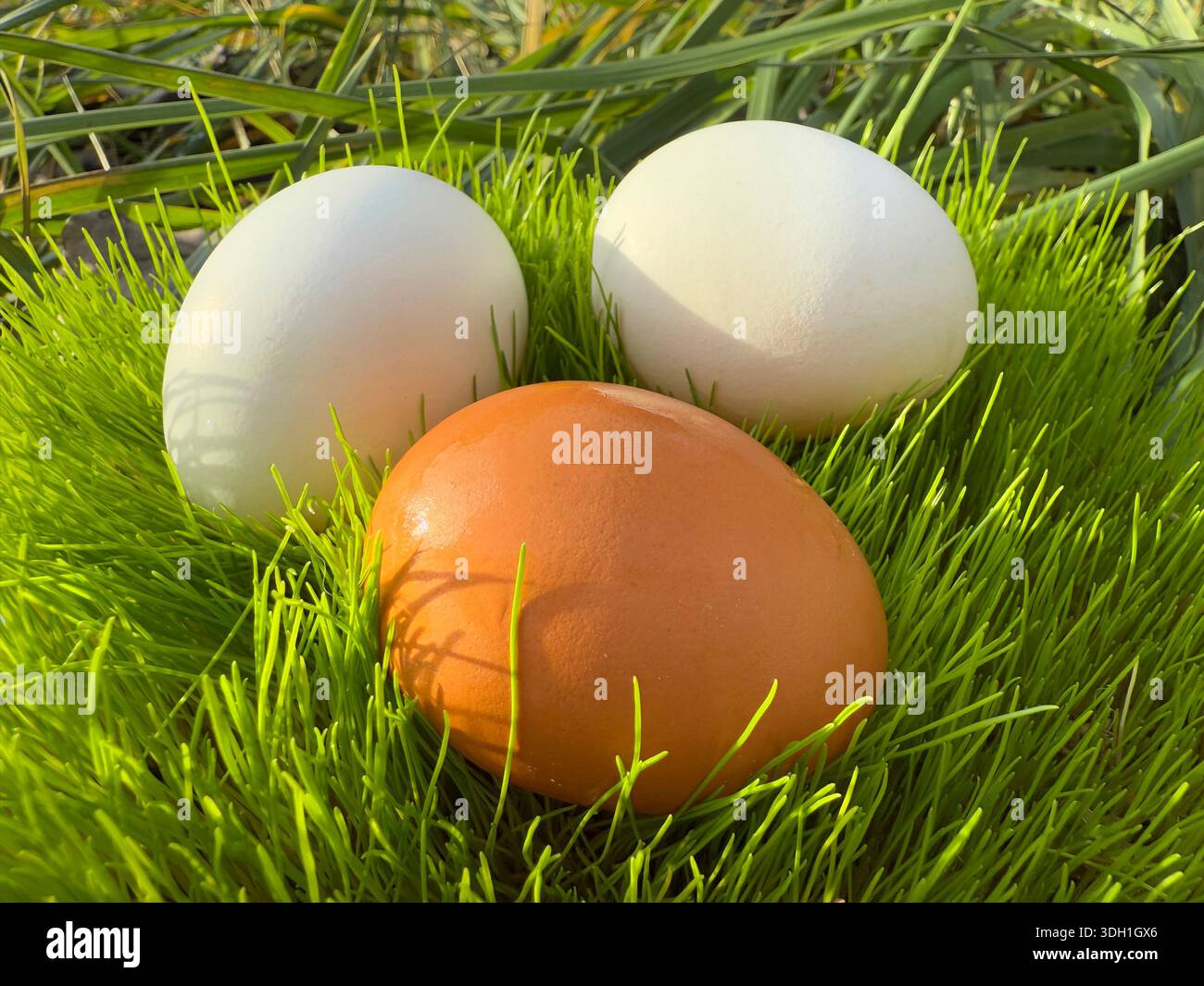 Organic eggs in the grass Stock Photo