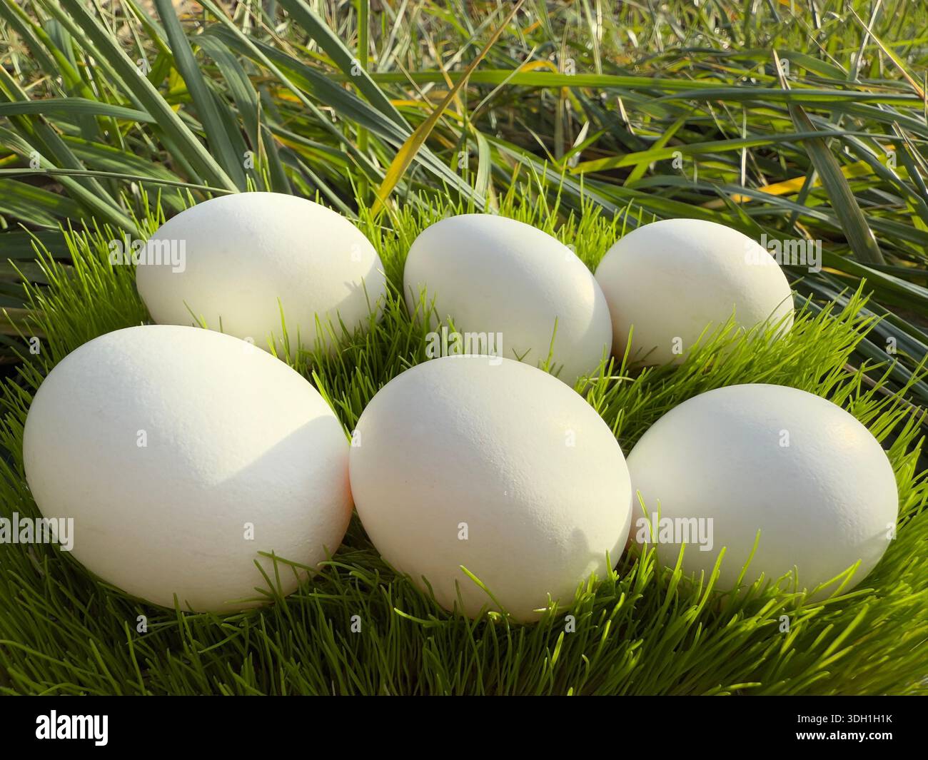 Organic eggs on green grass Stock Photo