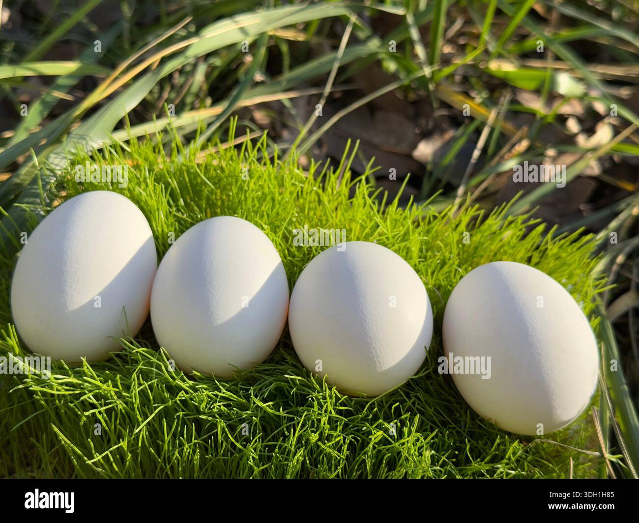 White eggs fresh organic in grass Stock Photo