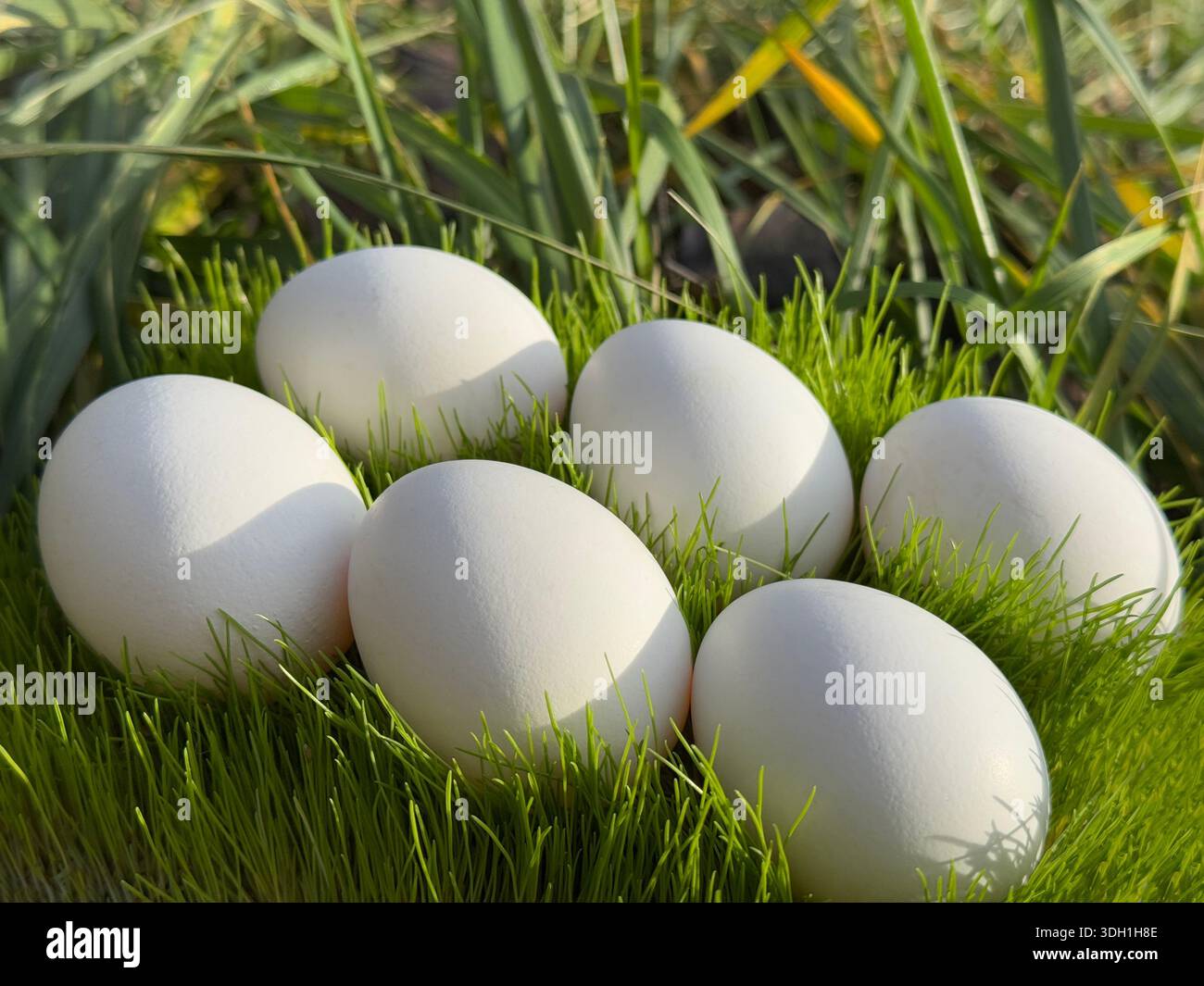 White eggs in the grass I Stock Photo