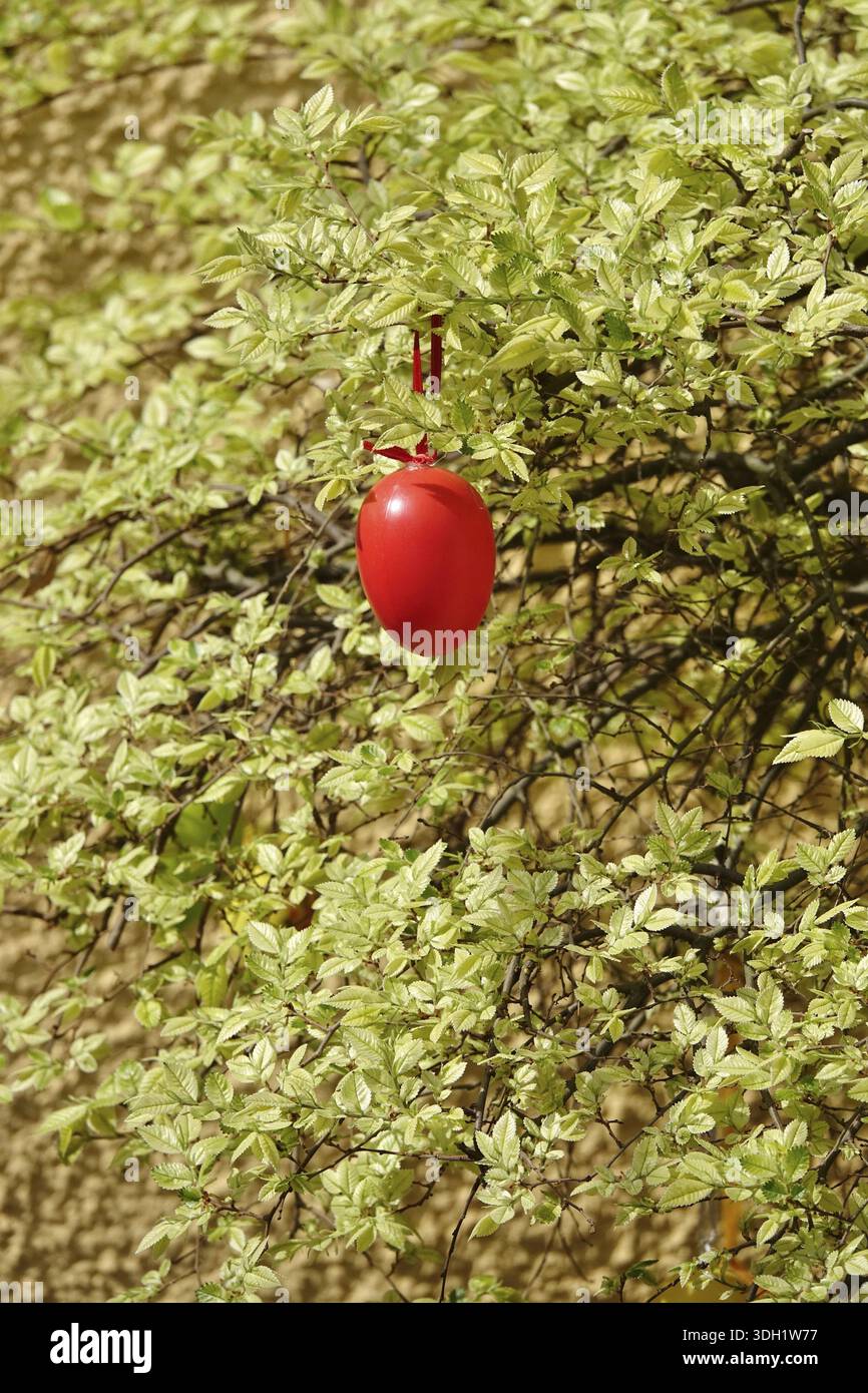 Still life with Easter egg in the garden on a tree, Germany Stock Photo