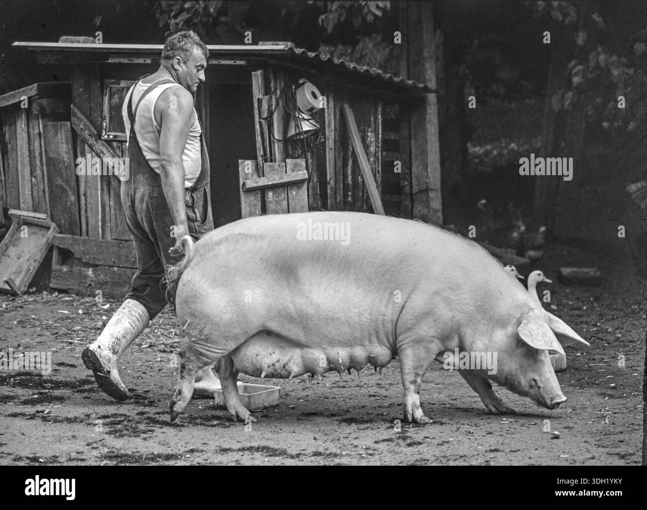 One leads Black and White Stock Photos & Images - Alamy
