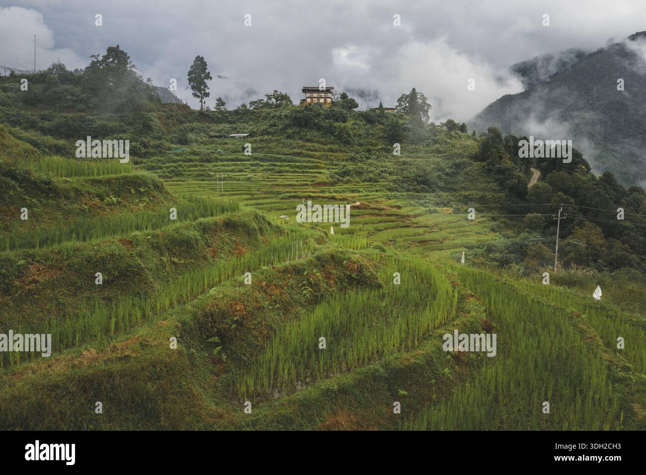 Aerial view of verdant rice terraces cascade down the hillsides beneath ...