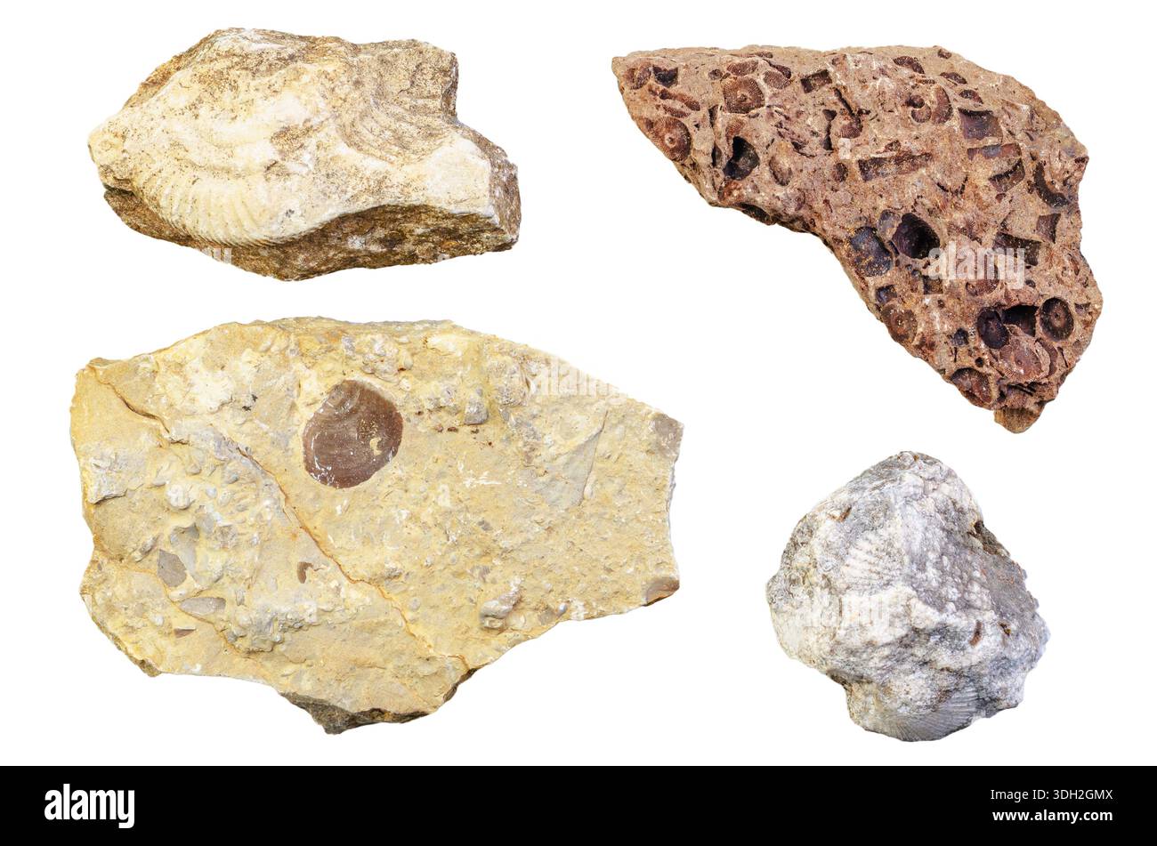 Collection of ancient fossils embedded in sedimentary rock, showcasing ...