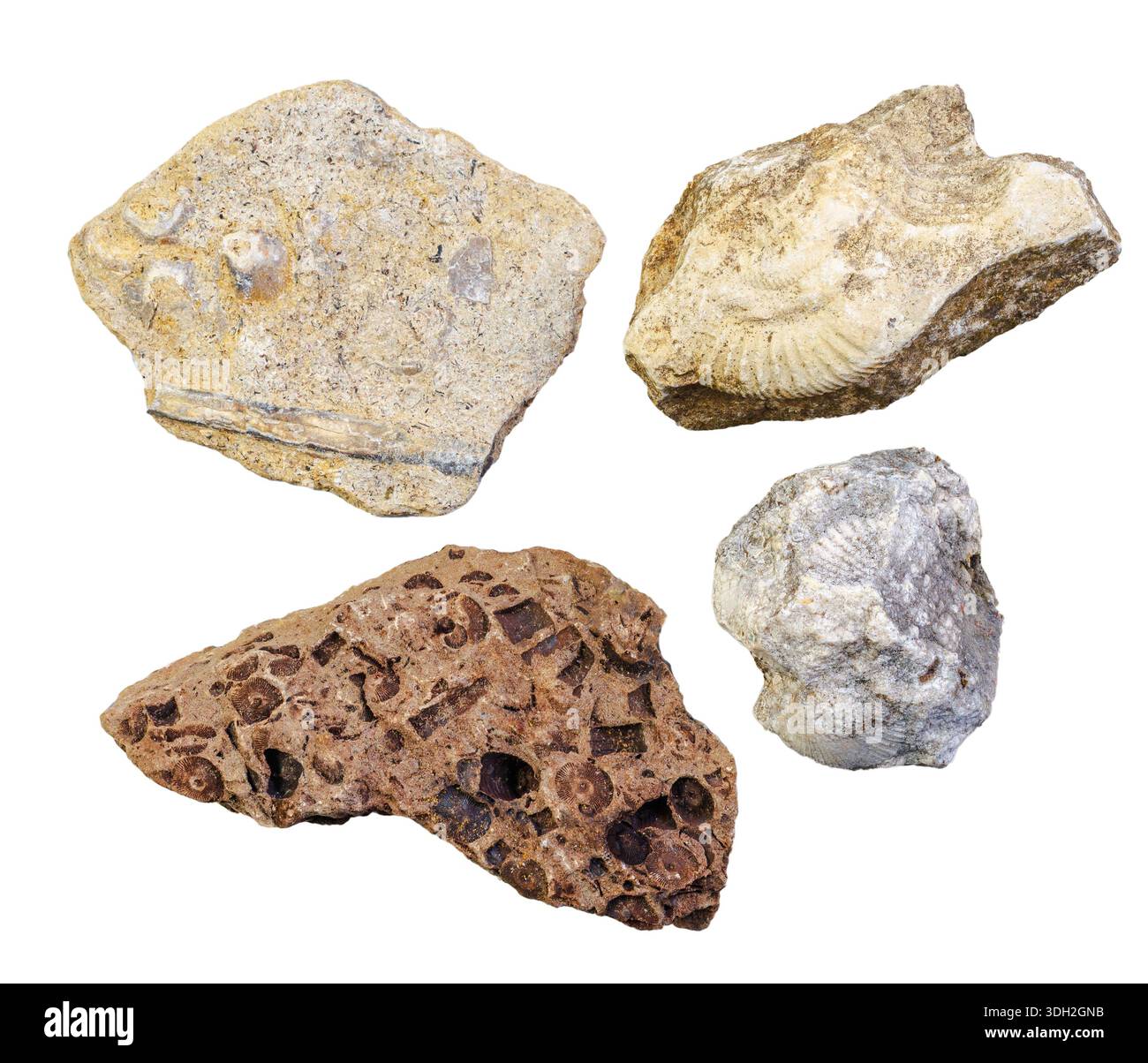 Collection of ancient fossils embedded in sedimentary rocks, showcasing ...