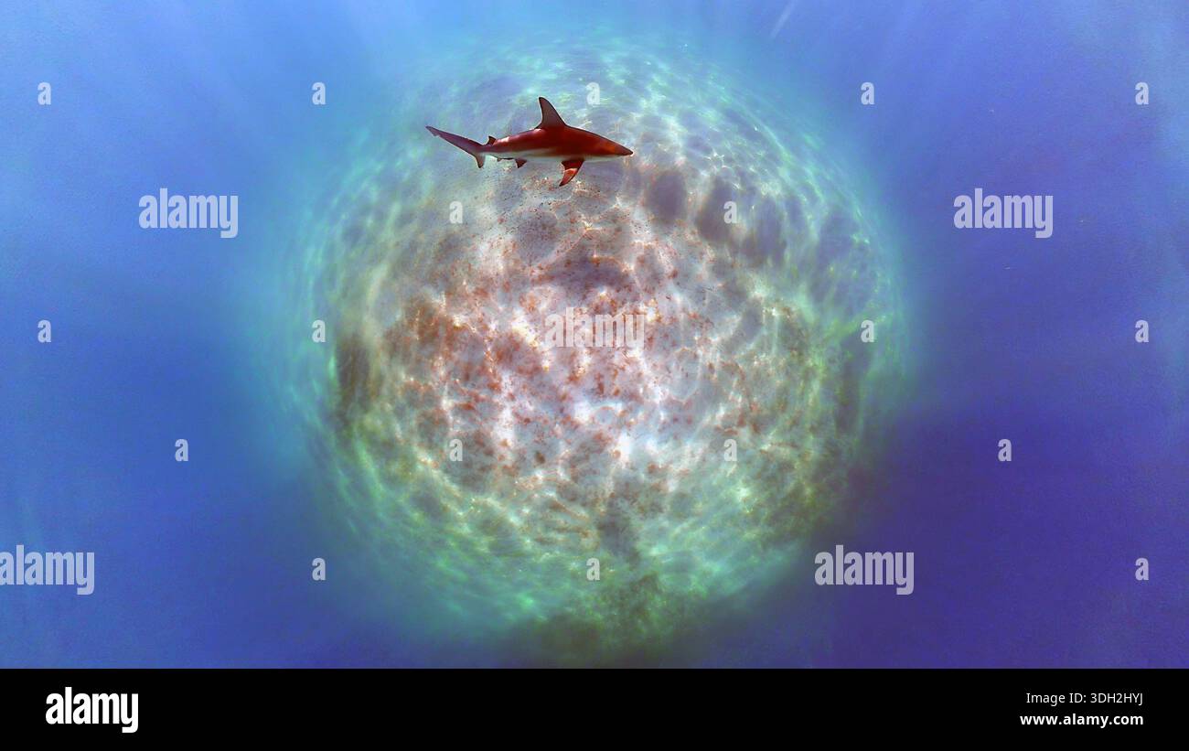 A Blacktip Shark (Carcharhinus limbatus) in Bimini, Bahamas - Stock Image