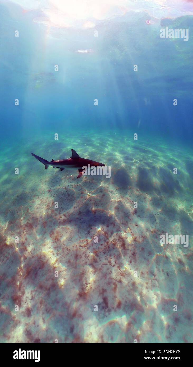A 9:16 Portrait image of a Blacktip Shark (Carcharhinus limbatus) in Bimini, Bahamas - Stock Image