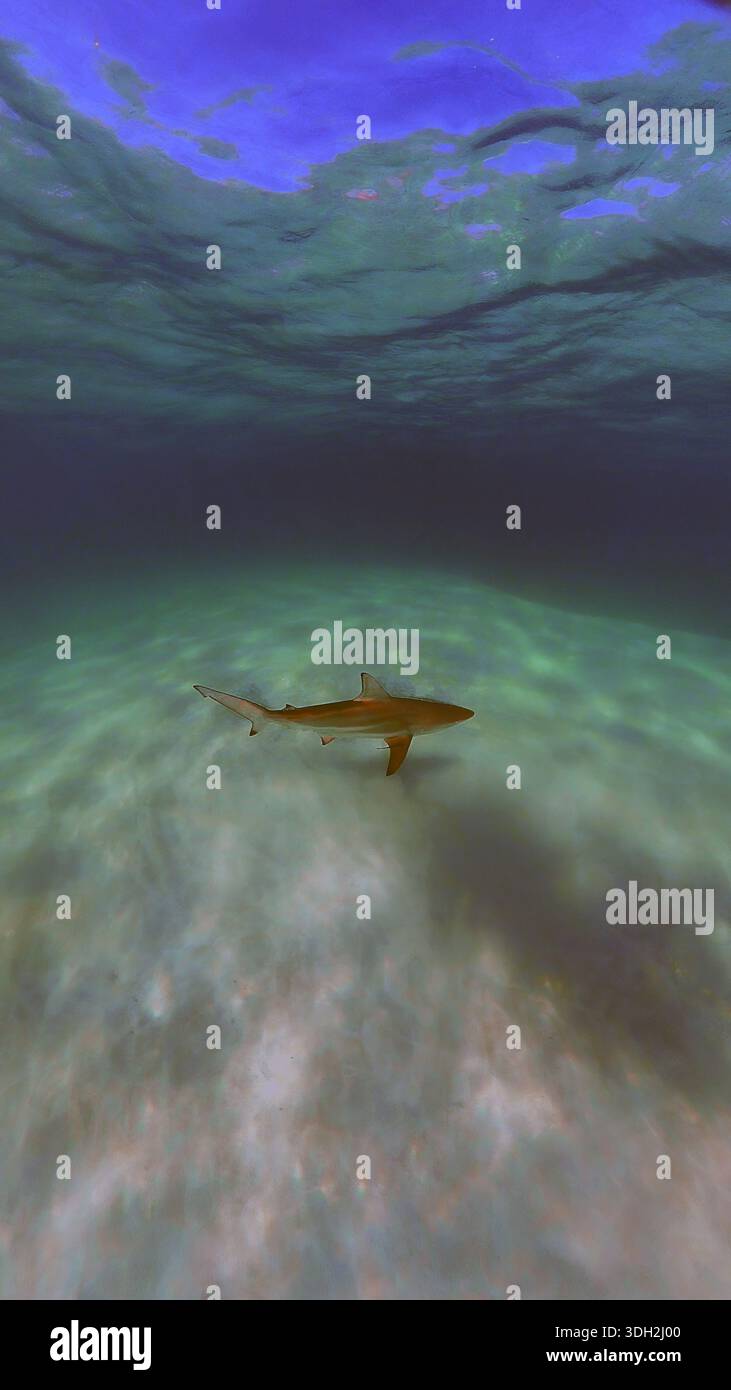 A 9:16 Portrait image of a Blacktip Shark (Carcharhinus limbatus) in Bimini, Bahamas - Stock Image