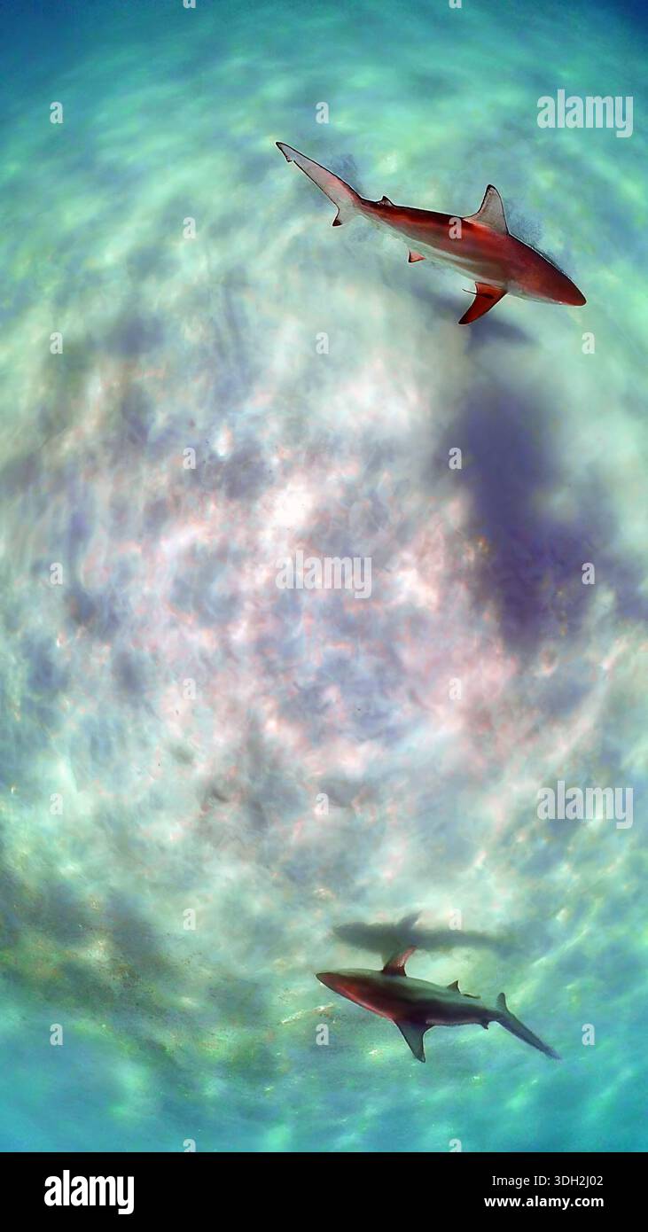 A 9:16 Portrait image of a Blacktip Shark (Carcharhinus limbatus) in Bimini, Bahamas - Stock Image