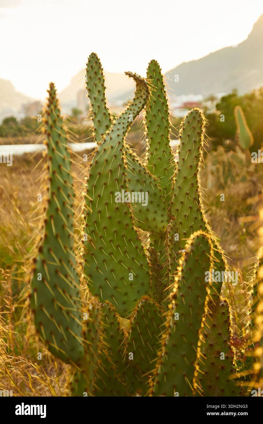 Cactus var hi-res stock photography and images - Alamy