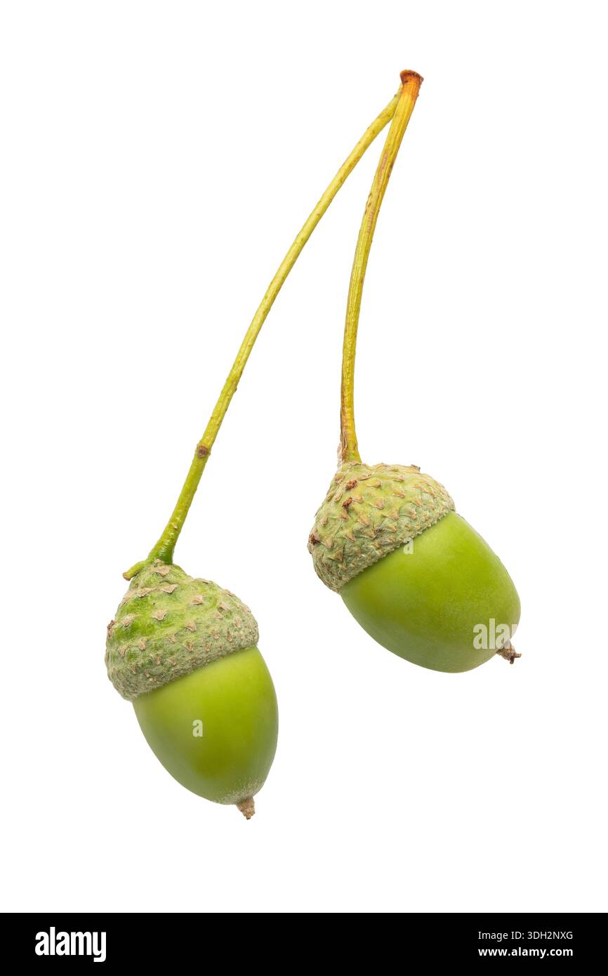 Two acorns, isolated on a white background, authentic photograph, not AI-generated Stock Photo