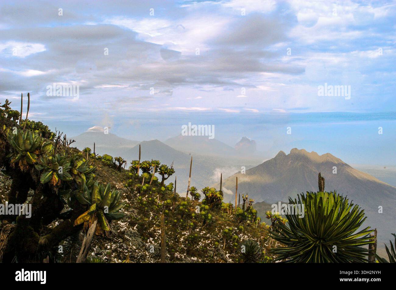 From the slopes of Mount Muhavura, the Virunga volcanic peaks unfold in a breathtaking panorama, with Mount Sabinyo rising prominently on the right an Stock Photo