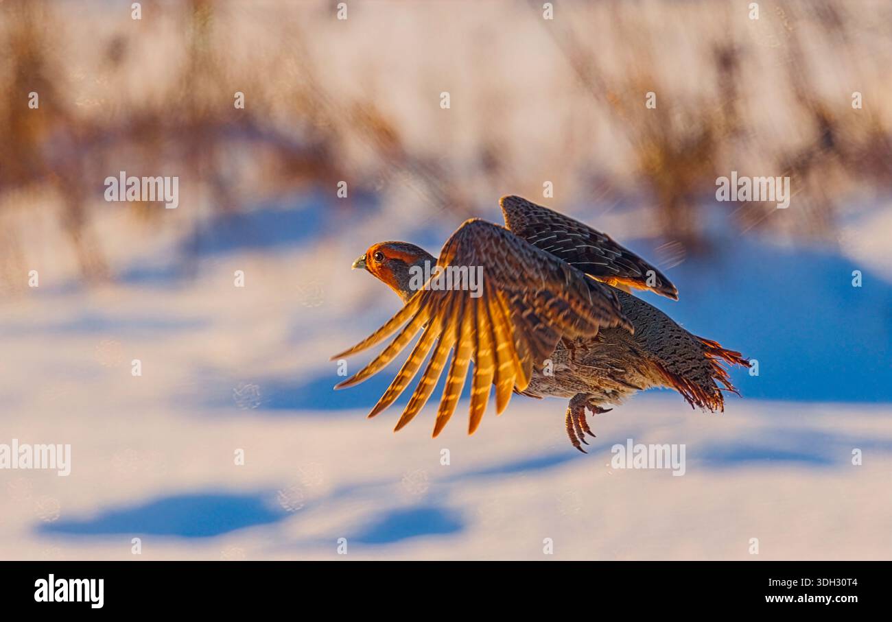 A freckle partridge - Perdix perdix in flight Stock Photo