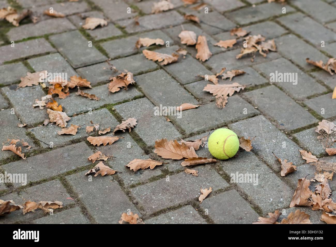 Bright green tennis ball lying on gray brick pavement scattered with dry brown oak leaves in outdoor autumn setting Stock Photo