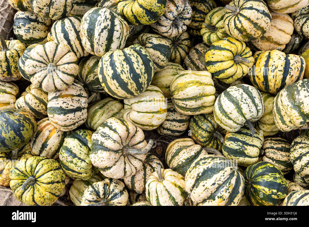 Colorful green and yellow striped pumpkins and squash gourds stacked together as a natural autumn harvest background. Stock Photo