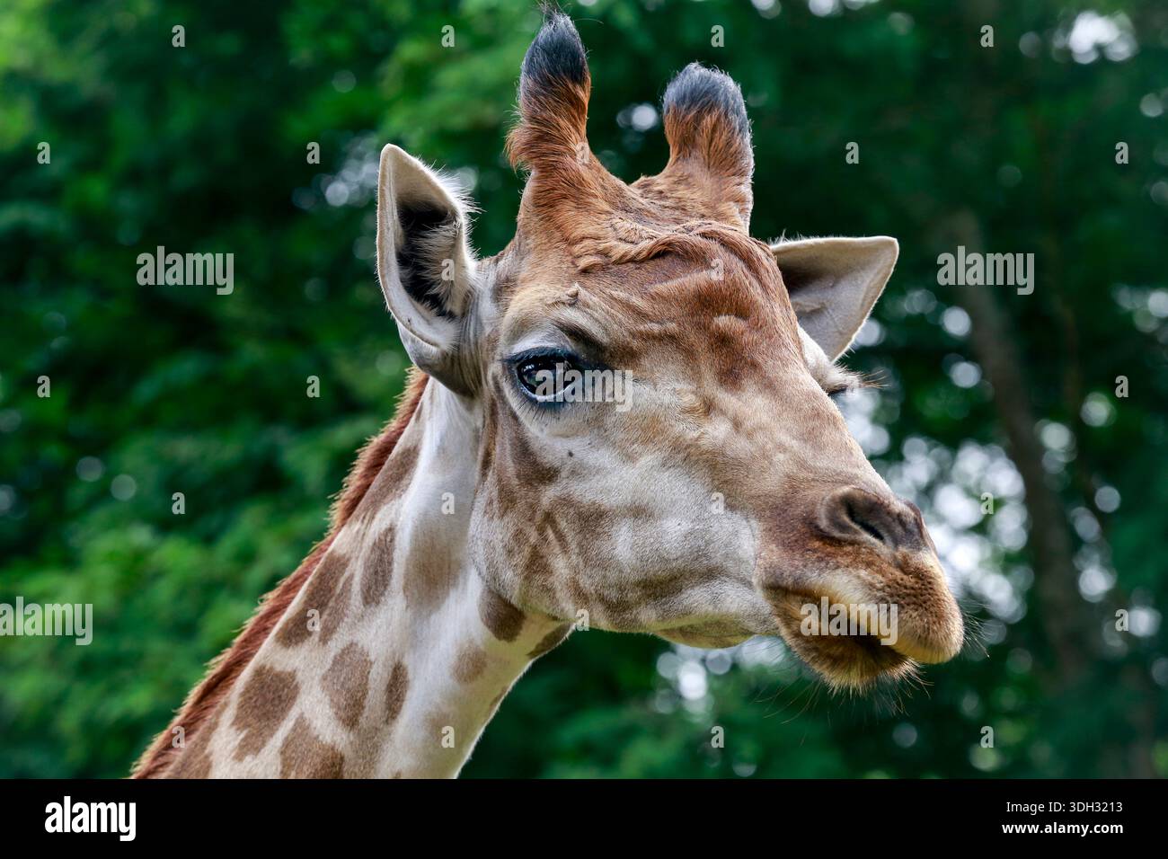 detail of Giraffe, Giraffa camelopardalis, mammal ruminant of the ...