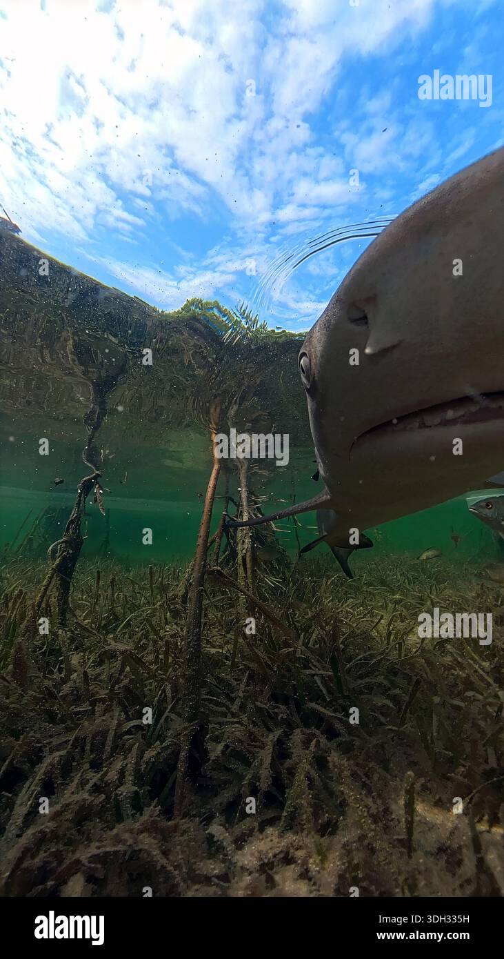 A 9:16 Portrait image of a juvenile Lemon Shark (Negaprion brevirostris) in the mangroves of North Bimini, Bahamas - Stock Image