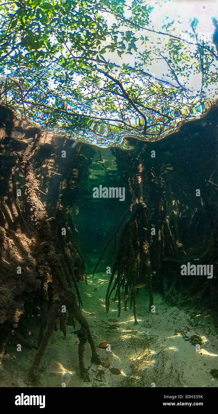 A 9:16 Portrait image of the mangroves of North Bimini in the Bahamas - Stock Image