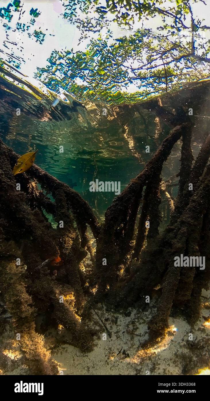 A 9:16 Portrait image of the mangroves of North Bimini in the Bahamas - Stock Image