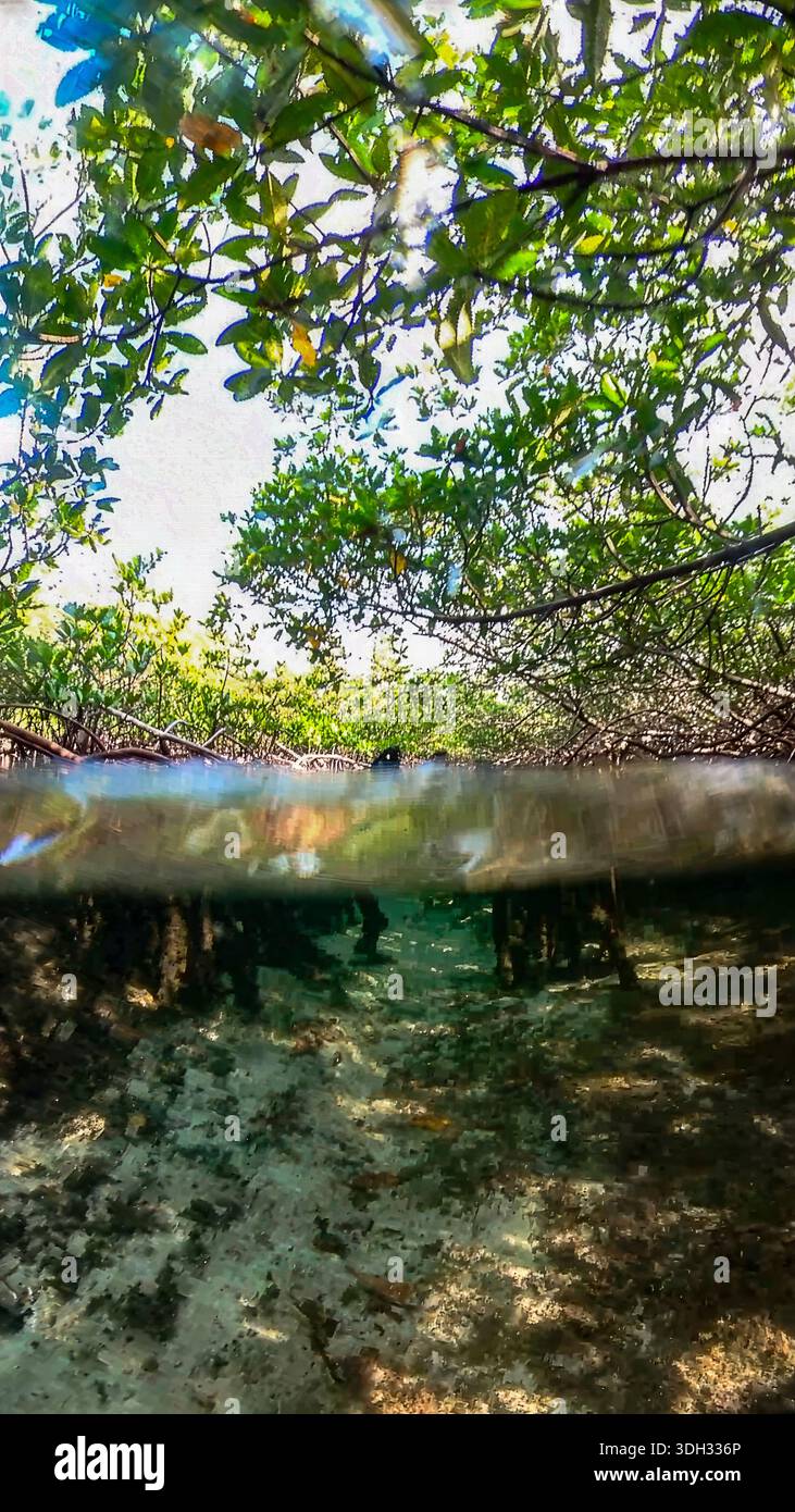 A 9:16 Portrait image of the mangroves of North Bimini in the Bahamas - Stock Image