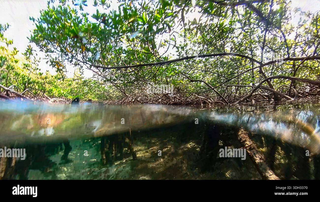 The mangroves of North Bimini in the Bahamas - Stock Image