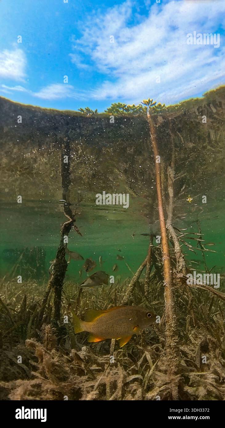 A 9:16 Portrait image of the mangroves of North Bimini in the Bahamas - Stock Image