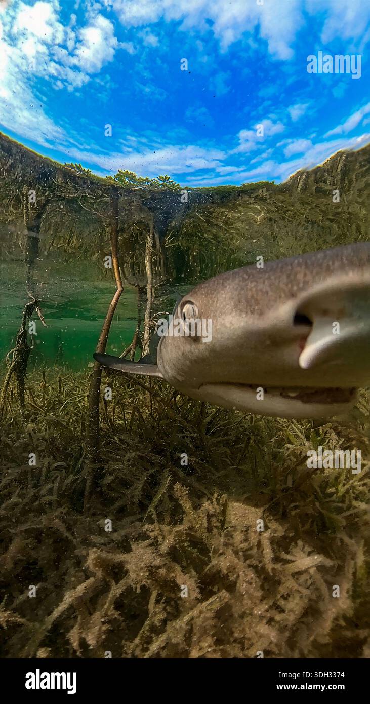 A 9:16 Portrait image of a juvenile Lemon Shark (Negaprion brevirostris) in the mangroves of North Bimini, Bahamas - Stock Image