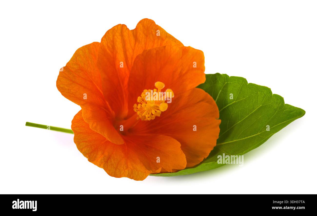 Hibiscus flower isolated on white background Stock Photo