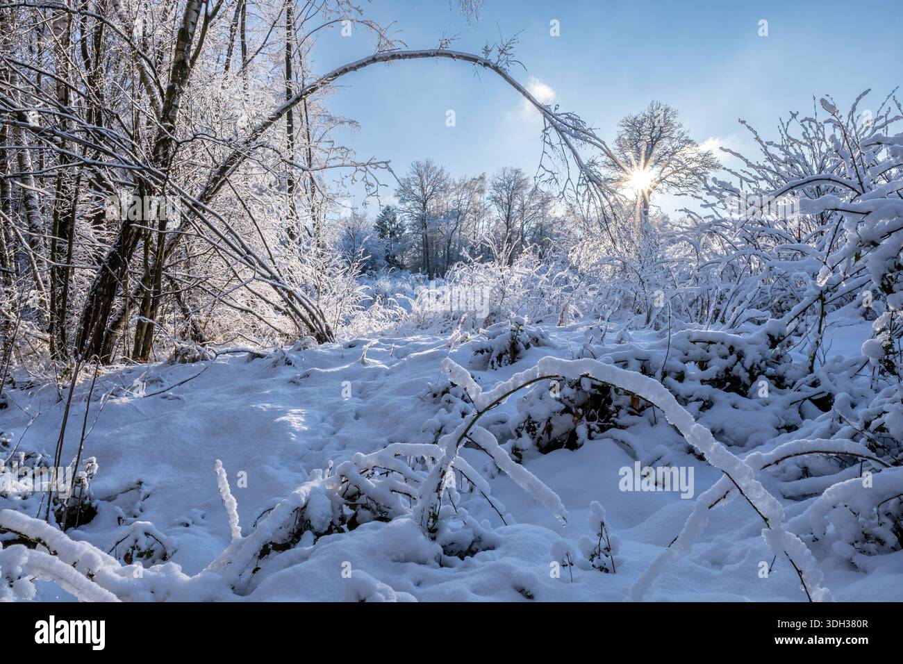 snow-covered glade in the forest Stock Photo
