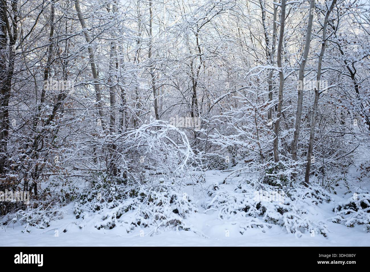snow-covered forest or hedge bank Stock Photo