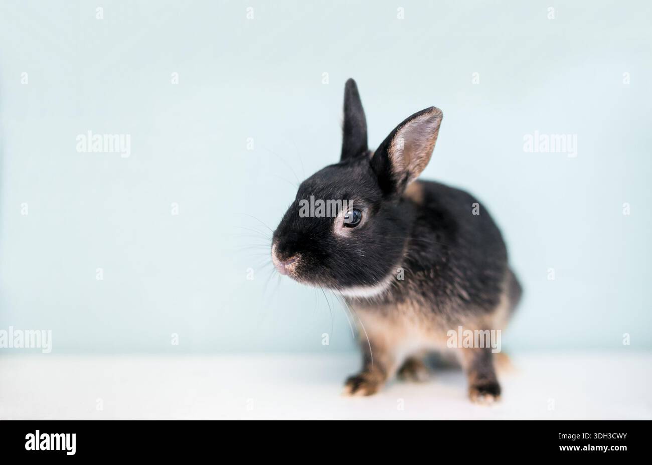 Otter Color Rabbit Chocolate otter hi-res stock photography and images - Alamy