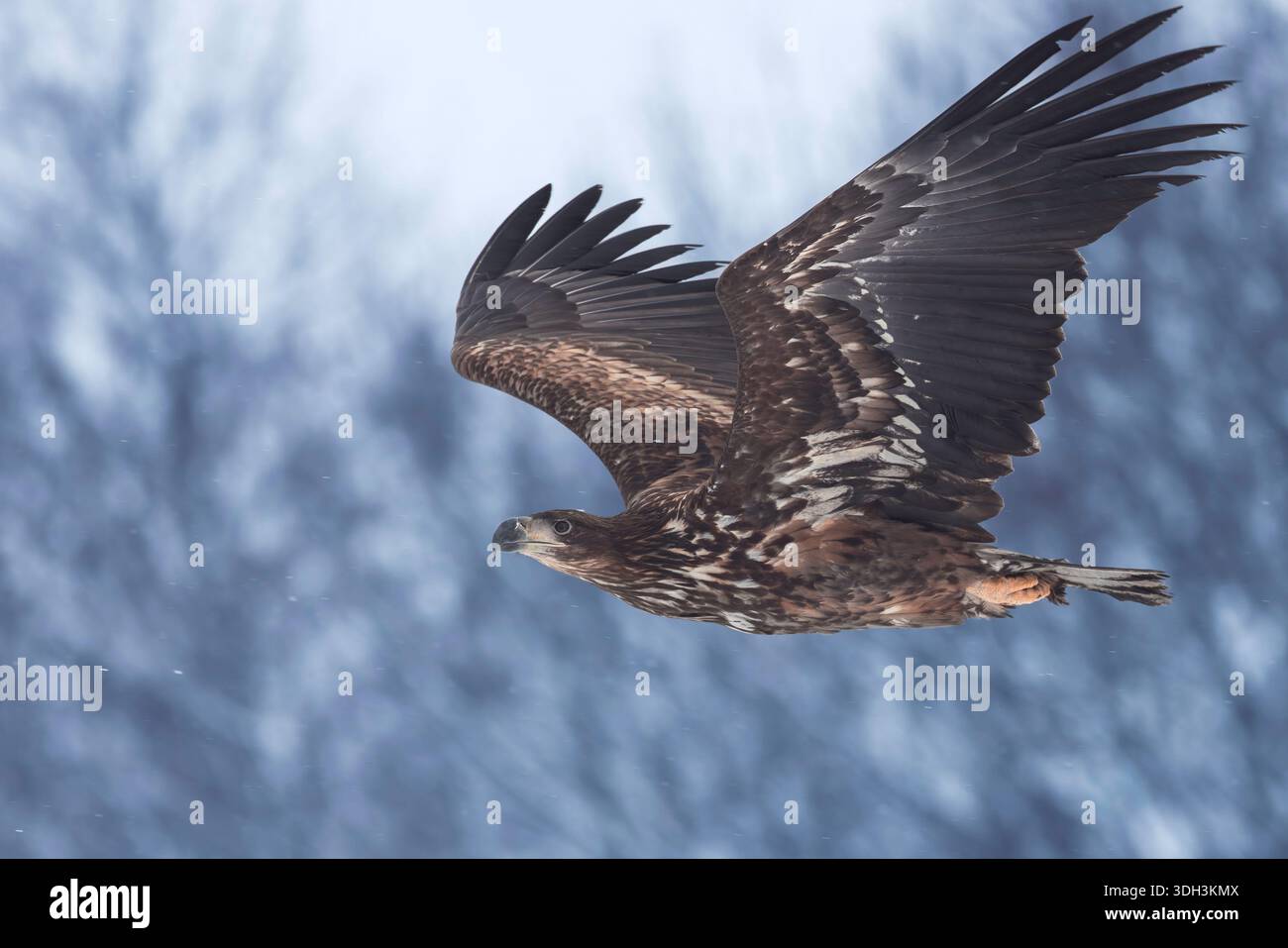 Sea Eagle in flight Stock Photo
