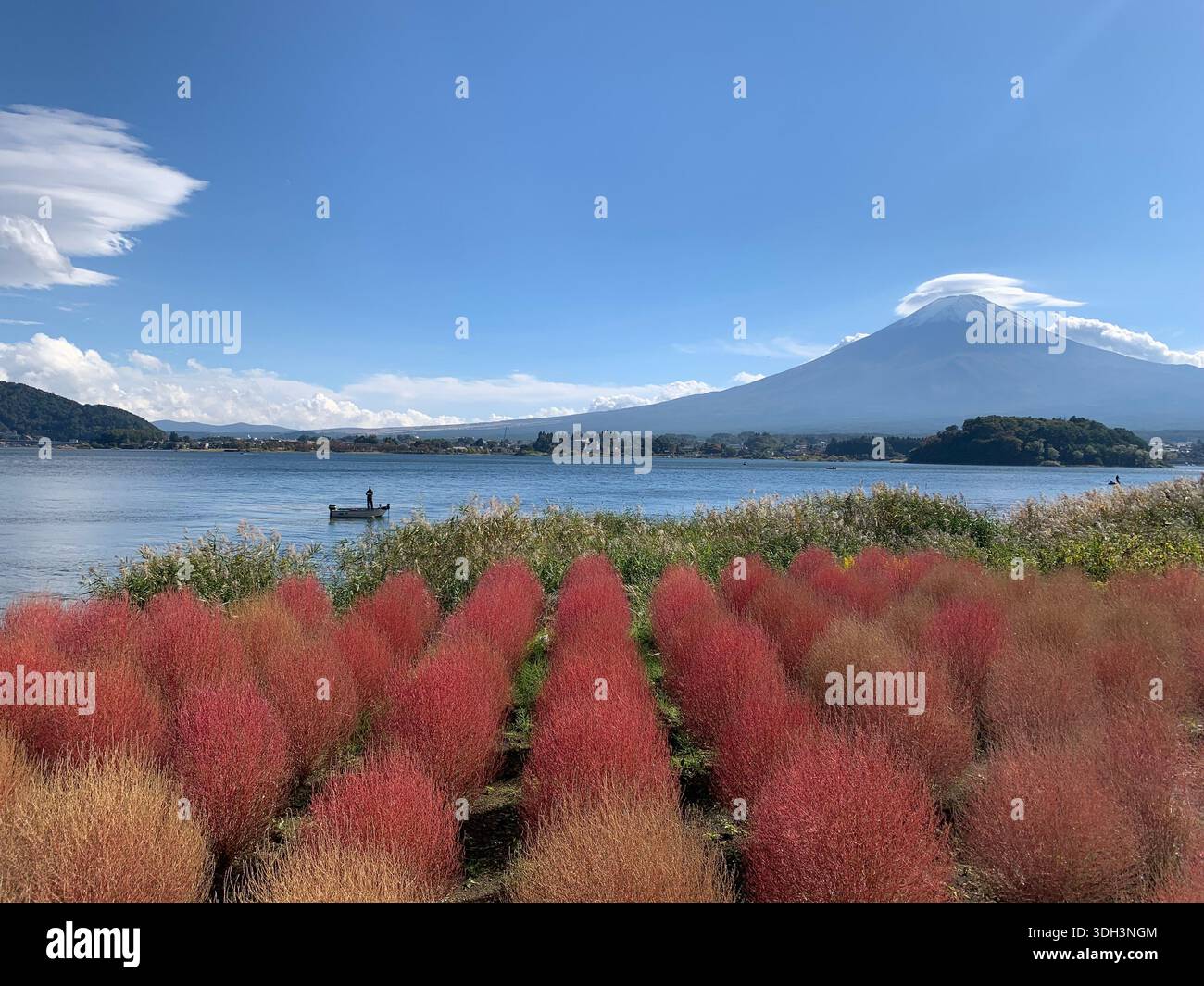 The beauty of Japan with Mount Fuji and Kochia, Summer Cypress, Mexican Firebush, Burning Bush Plant - Smartphone Captured Stock Image