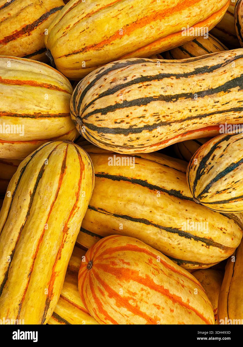 Delicata squash (Cucurbita pepo), a variety of winter squash. Stock Photo