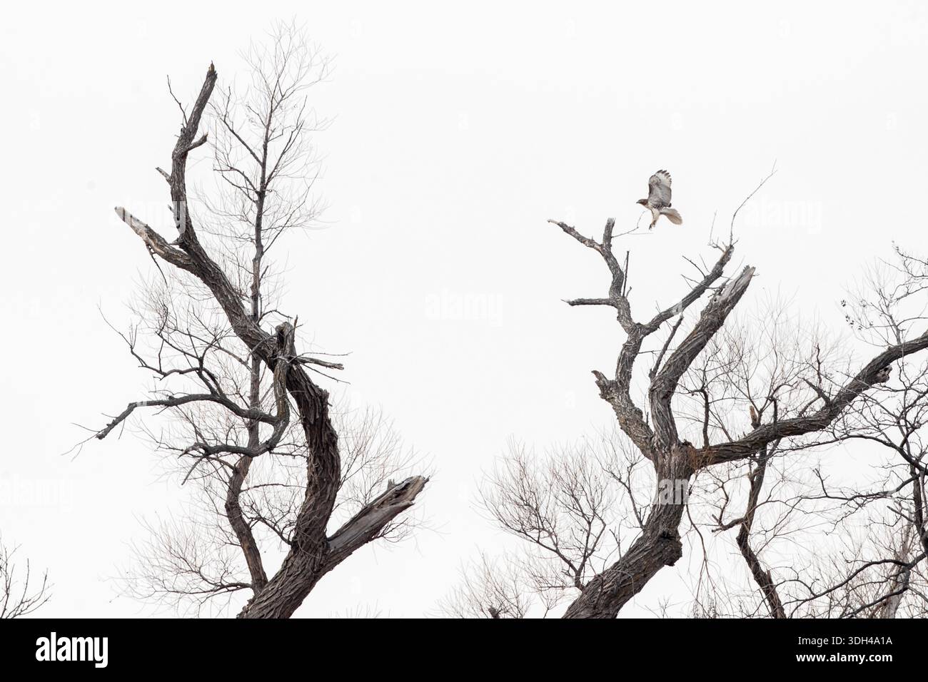 Red tailed hawk landing on branch. Stock Photo