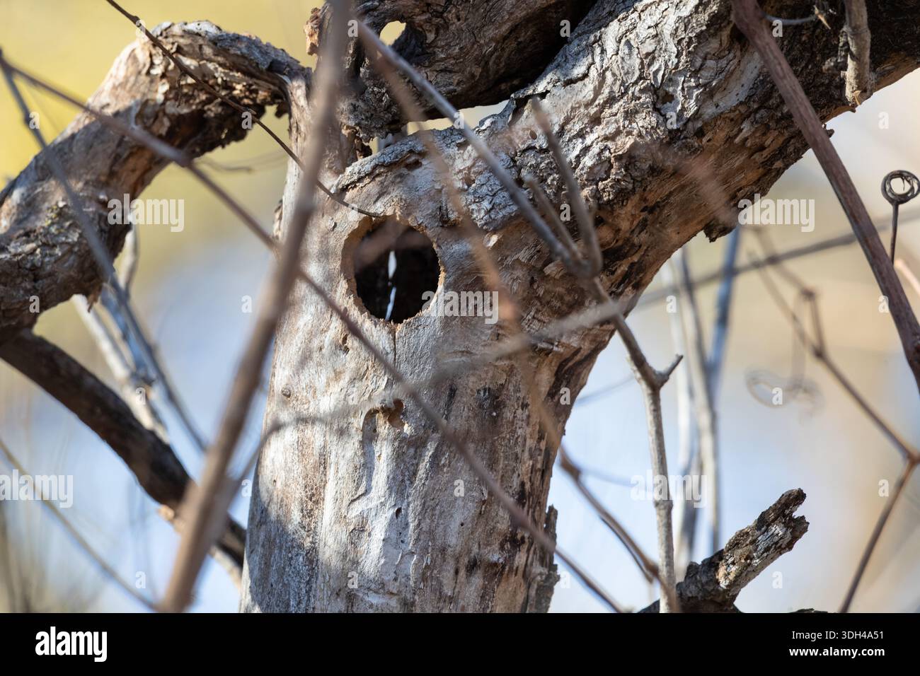 Woodpecker hole in dead tree trunk. Stock Photo