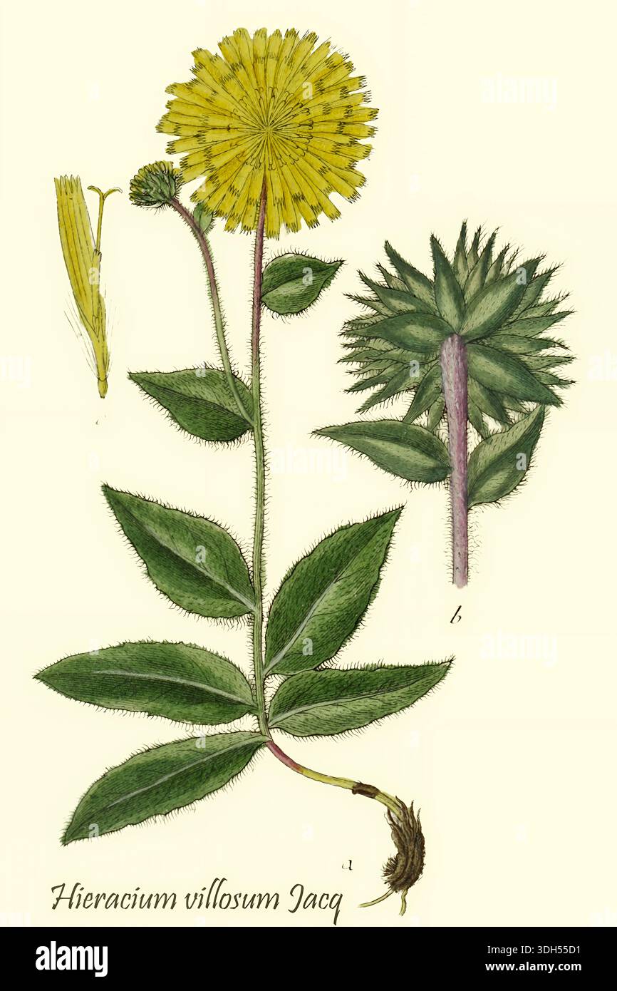 Hieracium villosum, the shaggy hawkweed, is a species of flowering plant in  the family Asteraceae From Deutschlands flora in abbildungen nach der natur  Volume 1 of Germany's Flora in Illustrations from Nature