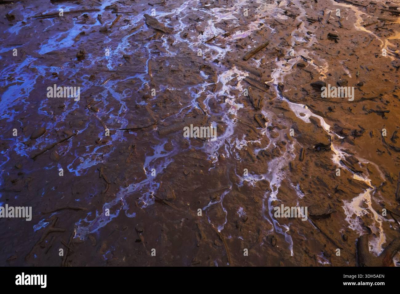 Biofilm formation hi-res stock photography and images - Alamy