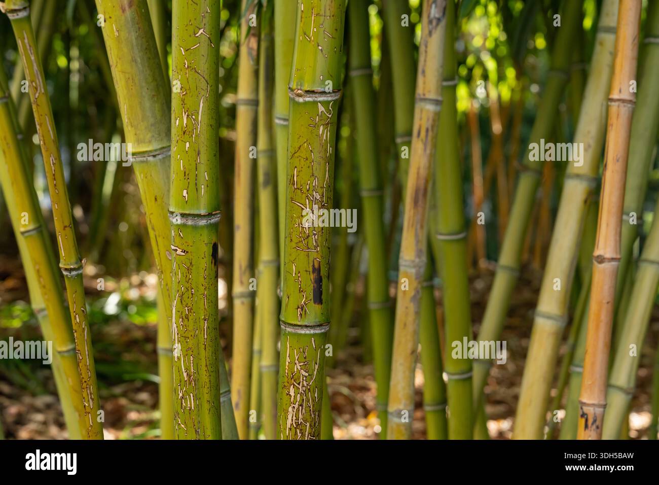 Showcasing slender green stalks hi-res stock photography and images - Alamy