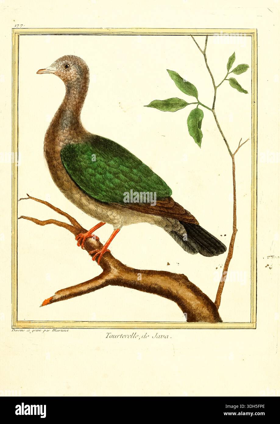 Common birds in java hi-res stock photography and images - Alamy