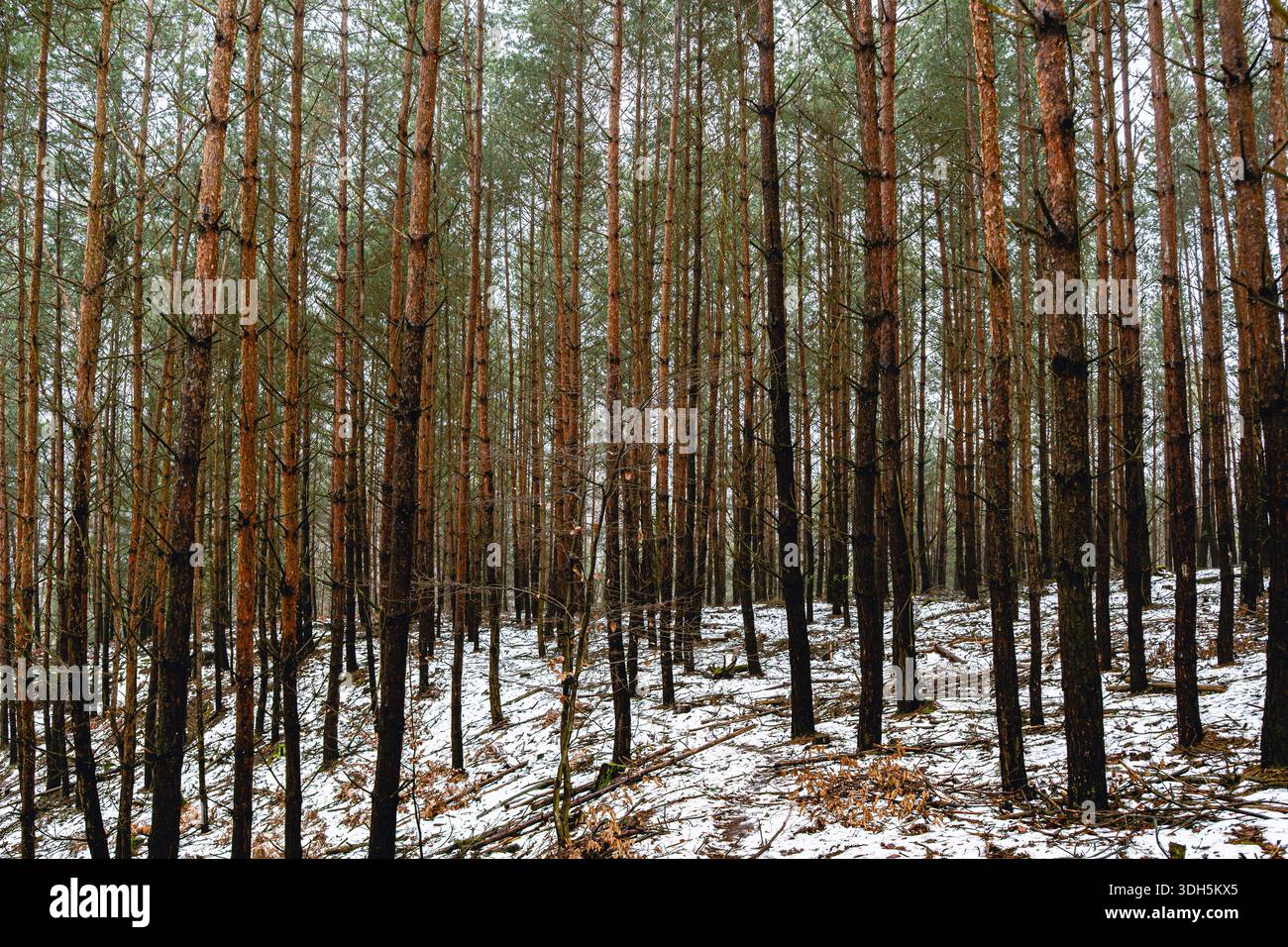 Dense Pine Forest with Tall Tree Trunks in Winter Landscape Stock Photo