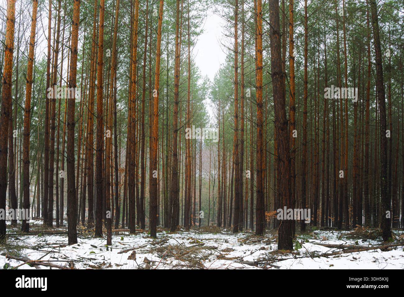 Dense Pine Forest with Tall Tree Trunks in Winter Landscape Stock Photo