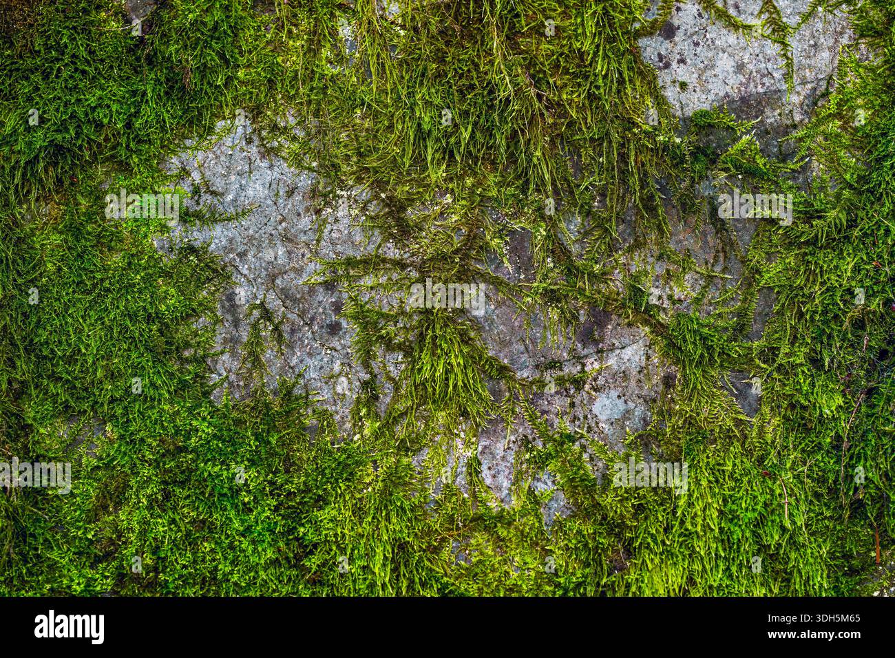 Rock Wall Texture with Moss and Natural Weathered Stone Surface Stock Photo