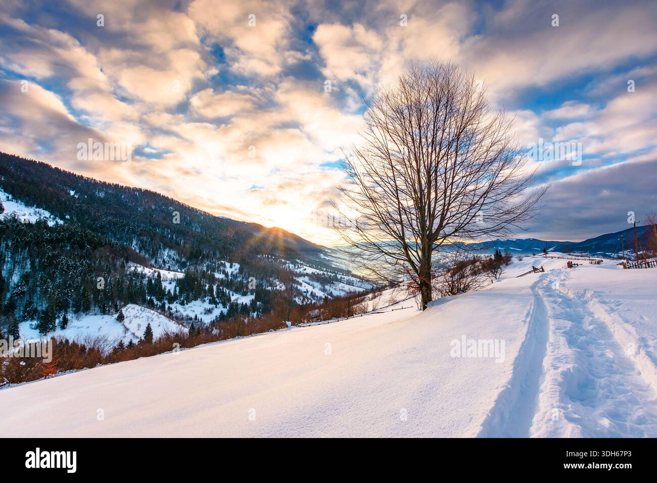 beautiful winter landscape with snow covered hills on sunny morning. serene rural scene in carpathian mountains. rolling countryside area in ukraine. Stock Photo
