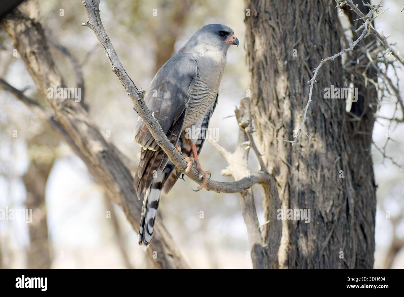 Gabar hi-res stock photography and images - Alamy