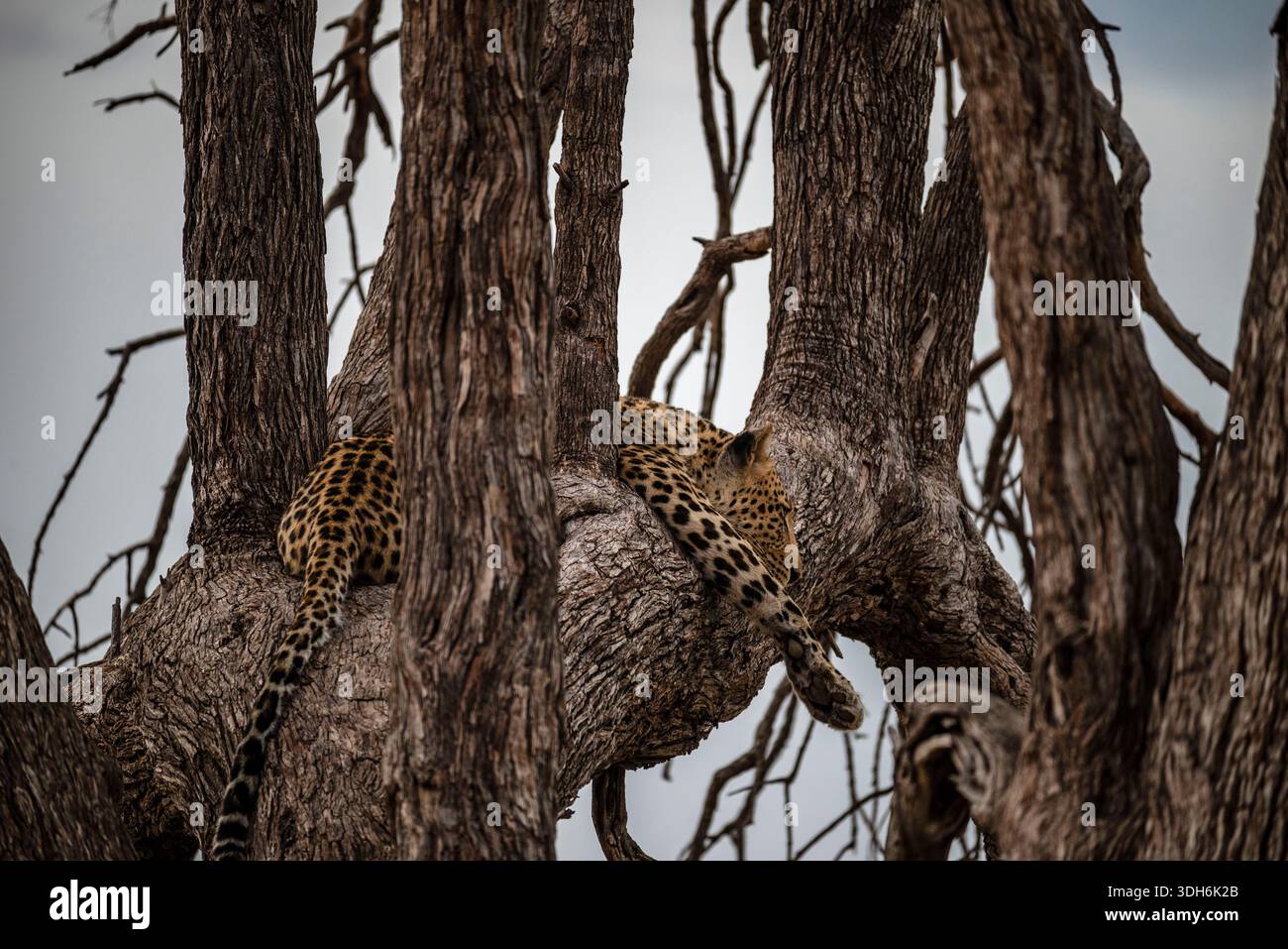 Leopard sleeping in tree branch hi-res stock photography and images - Alamy