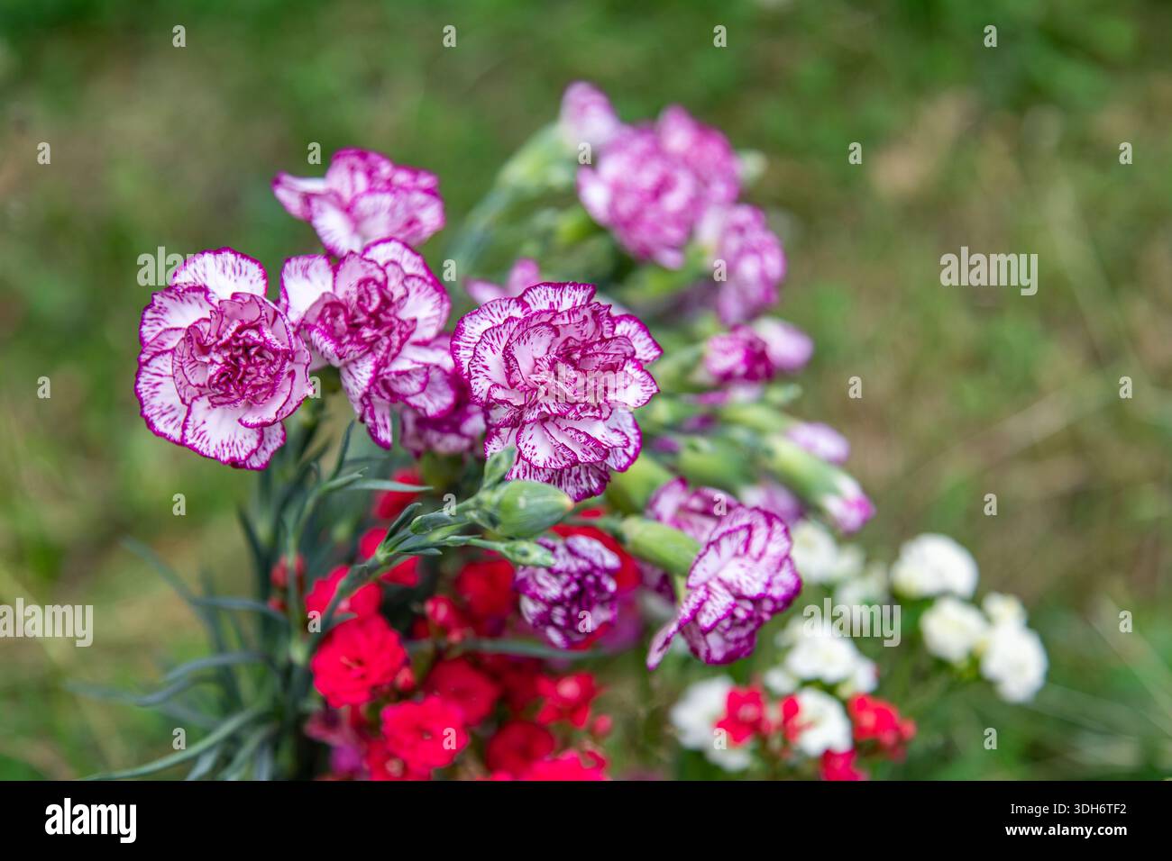 Carnation flowers (Dianthus caryophyllus) on a grave at Hietaniemi Cemetery in Helsinki, Finland Stock Photo